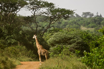 Giraffe standing on dirt road
