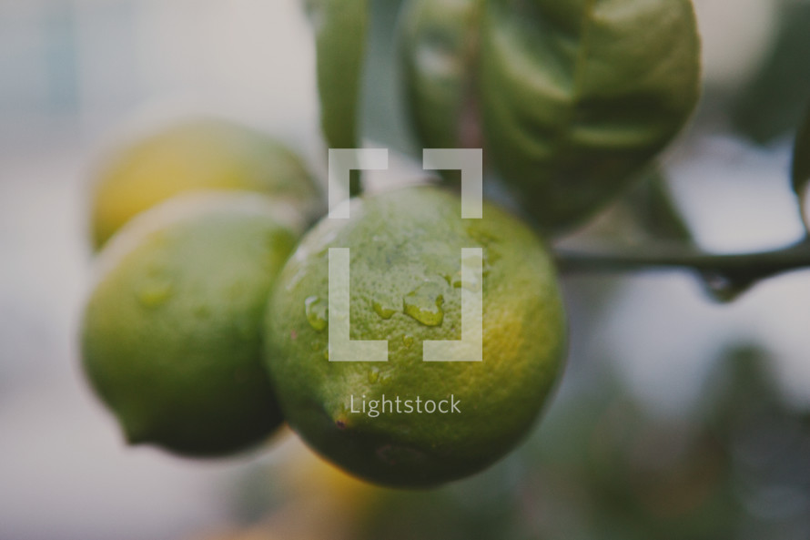 Limes on a plant