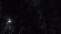 Timelapse of the full moon moving behind tall pine trees
