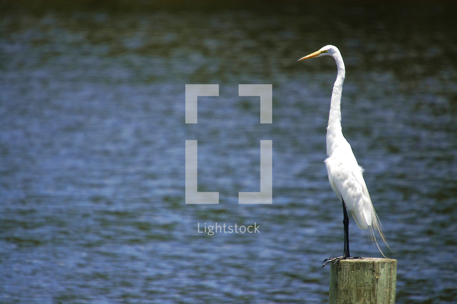 white crane standing on wooden post overlooking a river or lake