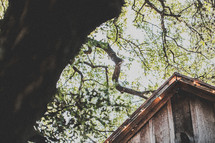 tree branches and the roof of a rustic building