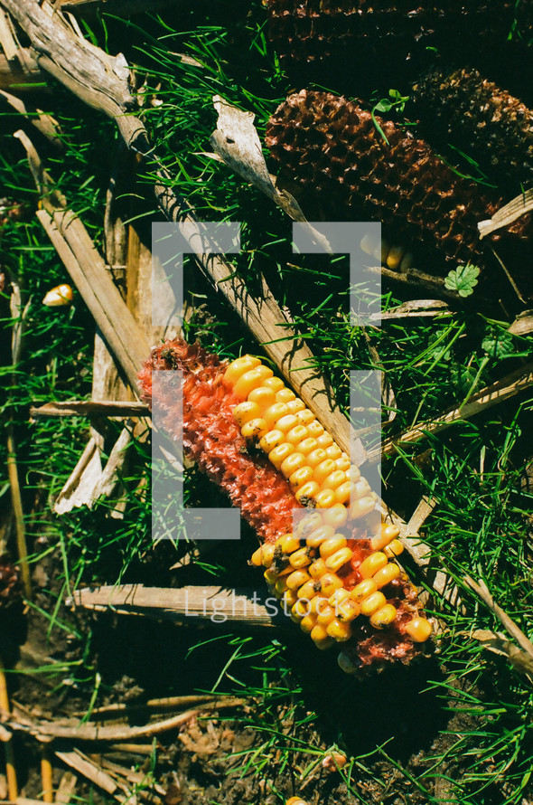 corn cob in grass