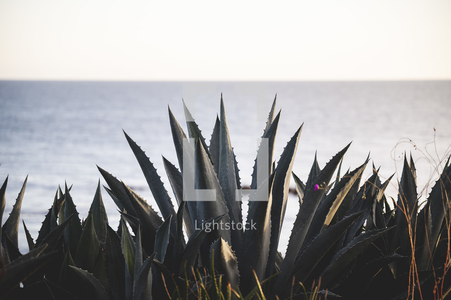 agave plant and ocean view 
