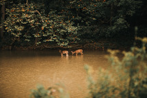 deer playing in a stream 