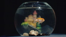 Gold fish swimming in a bowl.