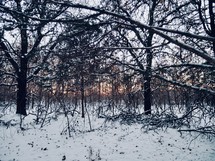 trees in a forest covered in snow 