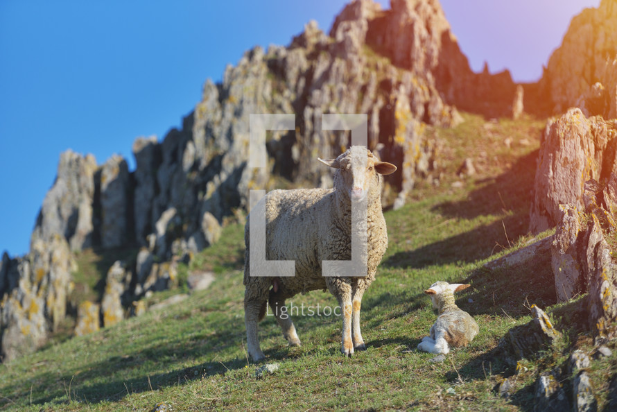 mother sheep and lamb on a hill 