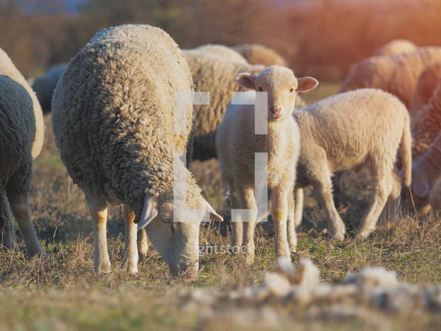 sheep and lambs 