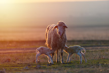 sheep with lambs in a pasture 