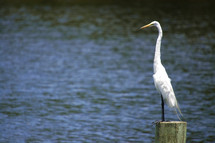 white crane standing on wooden post overlooking a river or lake