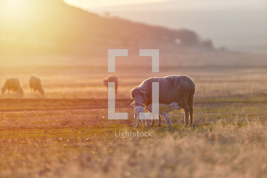 Two newborn lambs and sheep on field in warm sunset light