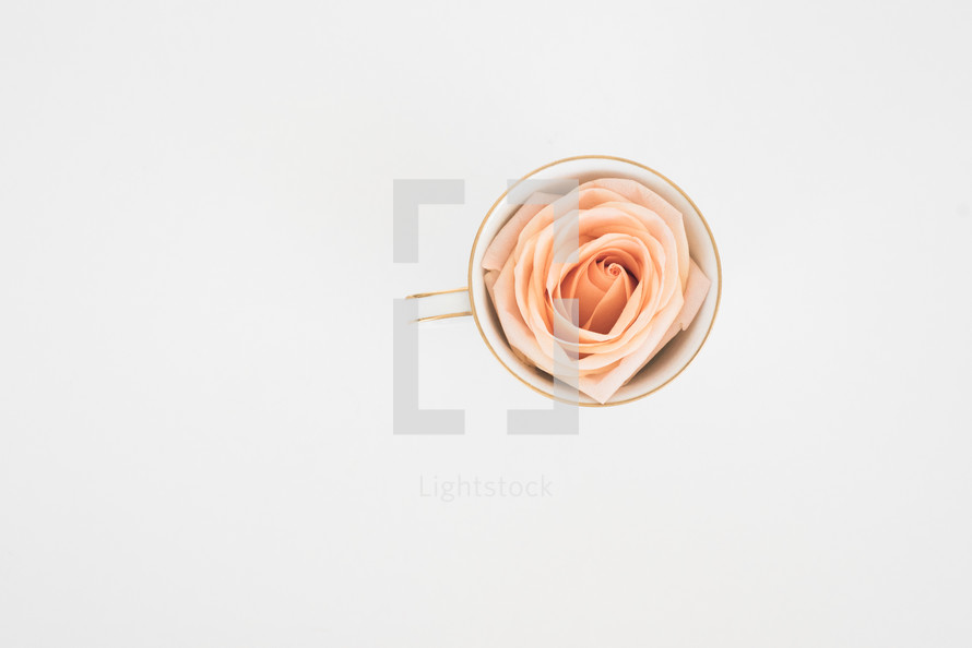 peach rose in a tea cup 