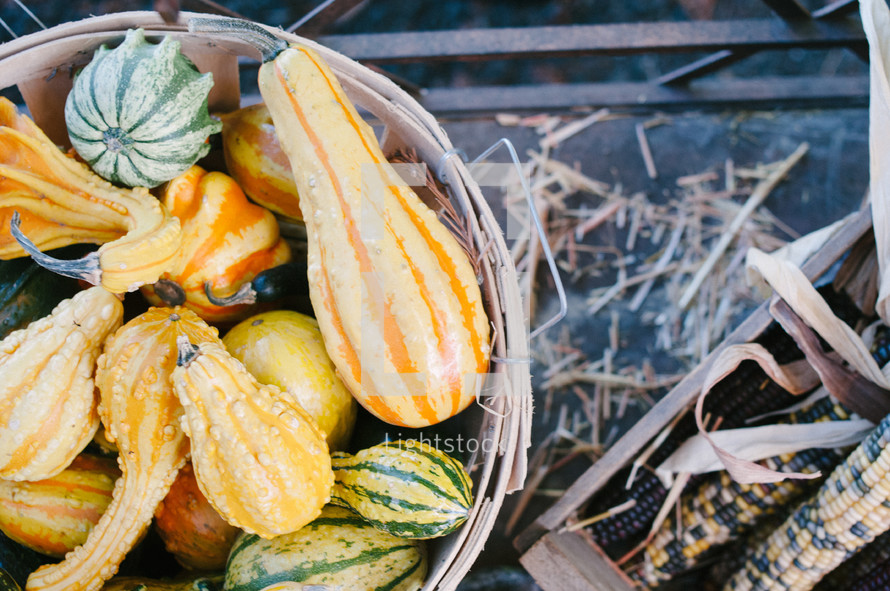 Baskets of squash, gourds, and Indian corn.