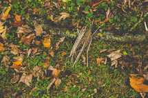 leaves and sticks in wet grass 