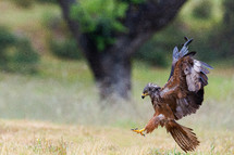 hawk hunting 