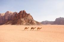 camels roaming through the desert 