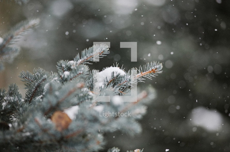snow falling on a pine branch