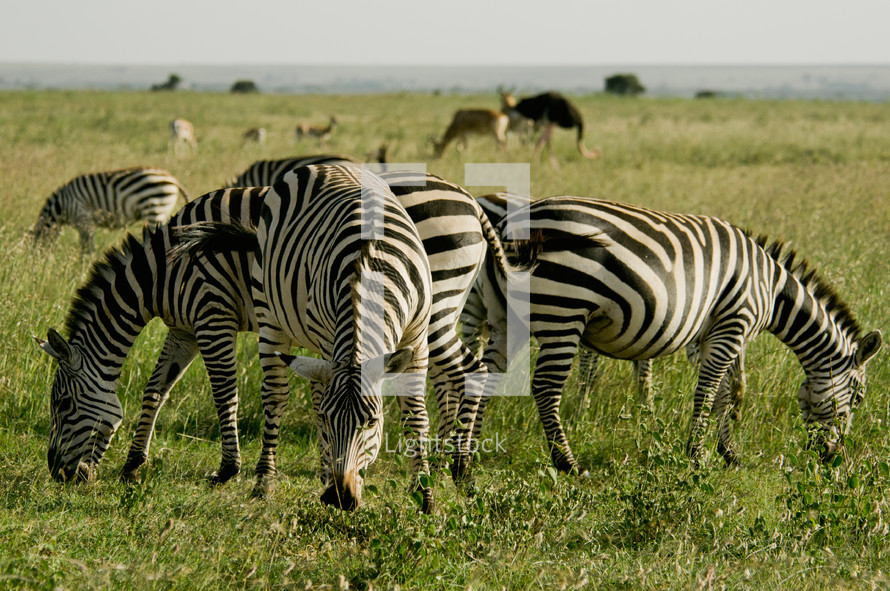 Zebra's grazing