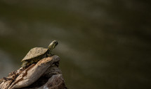 young turtle on a log