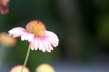 A pink and white flower.