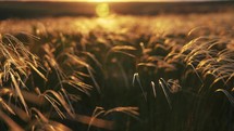 Close-up wheat spikelets on field on beautiful nature sunset andscape on sun rays . Grown rich harvest . Areas of agricultural plant production. Healthy food. Summer season and warm weather on rural.