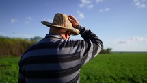 Working on the field. Senior farmer man are looking at a green wheat field in the sunset. A farmer a growing green wheat field. Agriculture. Business concept. Farmer in an ecological field.