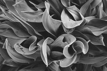 leaves in a flower bed in black and white 