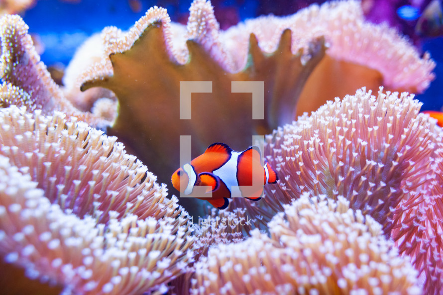 Clown fish swimming in the corals.Underwater world of tropical seas.