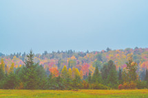 colors of  a fall forest across a meadow 