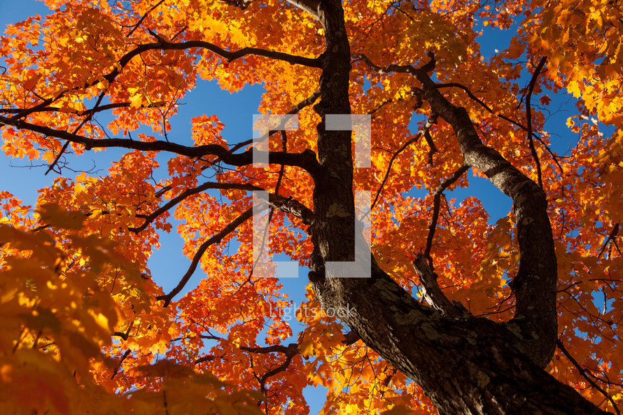 Upward view of maple tree with colorful bright orange leaves in Vermont during autumn with blue sky