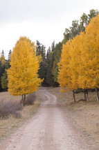 yellow fall trees 