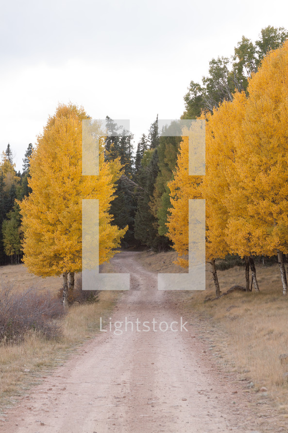 yellow fall trees 