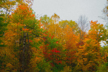 colors of a fall forest 