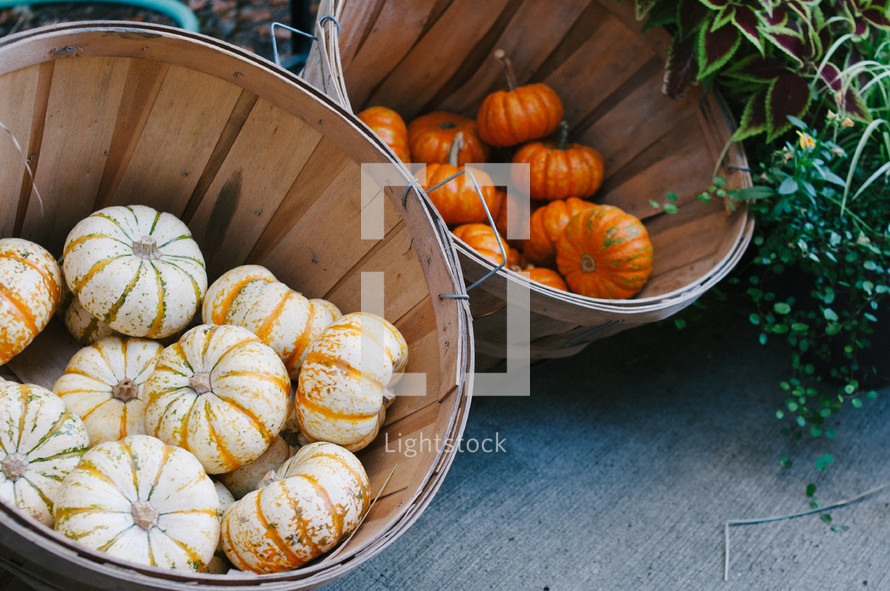 white and orange mini pumpkins in baskets 