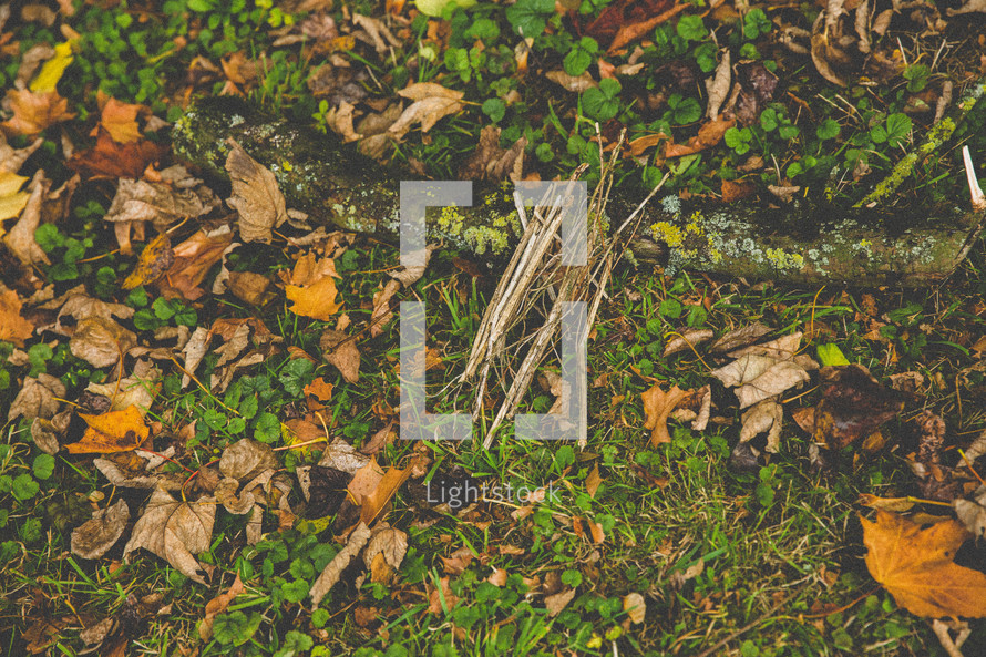 leaves and sticks in wet grass 