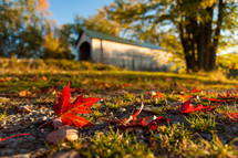 Bright red fallen maple leaf on ground in front of covered bridge