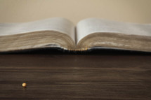 open Bible and mustard seed 