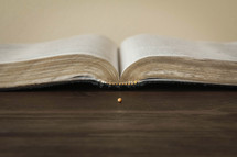 open Bible and mustard seed 