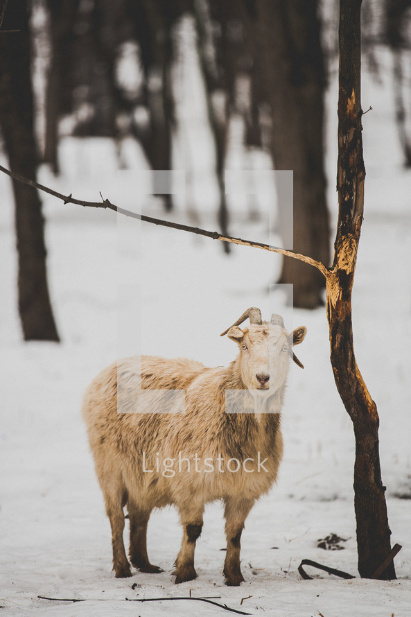 a goat standing in the snow