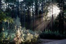 rays of sunlight through trees in a forest 