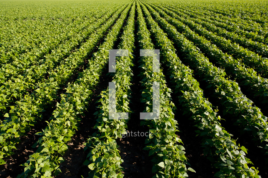 rows on beans in a field