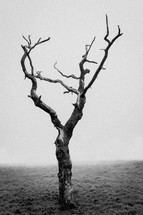 a dying tree in fog