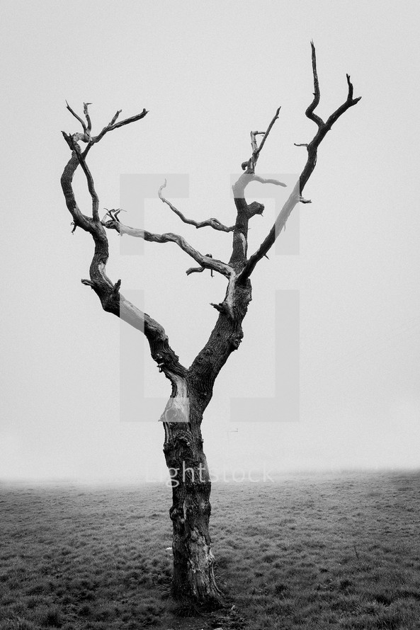 a dying tree in fog