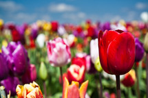 a colorful field of tulips