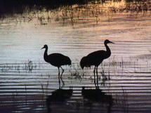 A pair of Sand Crane birds fishing at a lake during sunset in the wintertime in Florida. These birds are often seen in pairs of two to five together as a family unit. The verse in the bible that says 'two are better then one' come to mind as these birds stay together for fellowship and safety and do everything together. They are never alone but always in pairs or a group which says something about fellowship, friendship and a sense of belonging that all beings share a need for. Christ never wants us to go at life alone as a Christian but to have fellowship, friendship and a sense of community with other like minded believers. We are never meant to go through life alone.  
