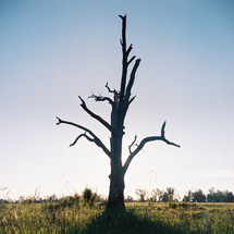 a bare and broken tree in a field alone 