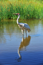 Whooping crane in marsh water.