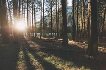 Yosemite forest at sunset with lens flare