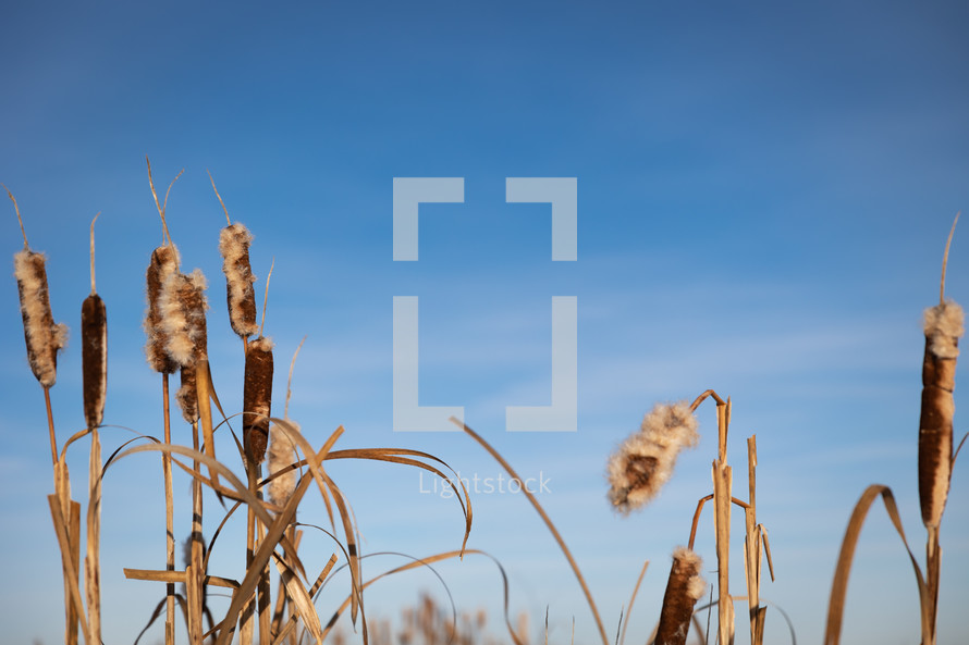 Cattails with blue sky