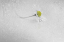 white daisy on a white background 